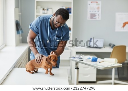 Contemporary young veterinarian of African ethnicity bending over desk while examining sick brown dachshund in animal hospital