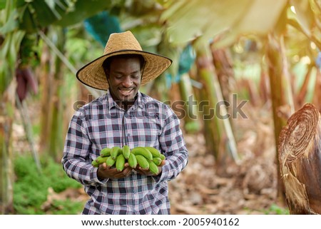 Content African American male horticulturist in straw hat with fresh banana bundle standing on plantation on blurred background