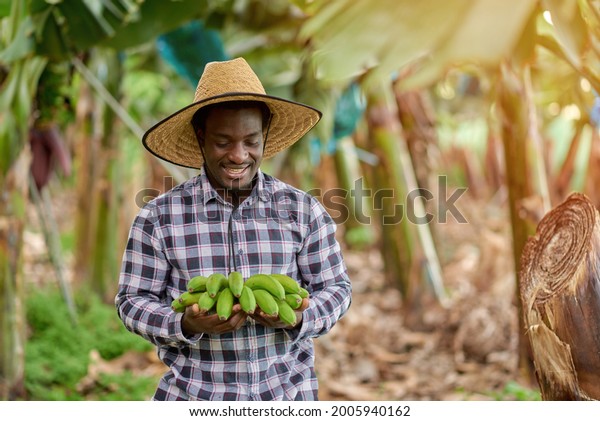 Content African American male horticulturist\
in straw hat with fresh banana bundle standing on plantation on\
blurred background