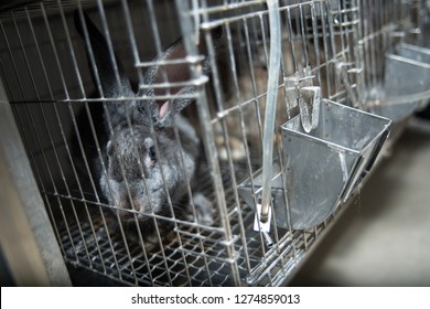 The Content Of Experimental Rabbits In The Pharmaceutical Laboratory