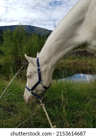 Content Happy White Cremello Quarter Horse Mare Grazes Beside Beautiful Reflective Pond With Green Mountain Background 