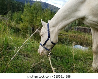 Content Happy White Cremello Quarter Horse Mare Grazes Beside Beautiful Reflective Pond With Green Mountain Background 