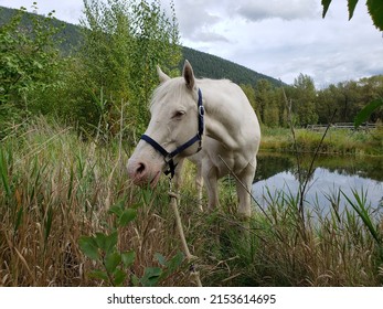 Content Happy White Cremello Quarter Horse Mare Grazes Beside Beautiful Reflective Pond With Green Mountain Background 