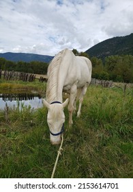 Content Happy White Cremello Quarter Horse Mare Grazes Beside Beautiful Reflective Pond With Green Mountain Background 
