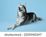 Content Siberian Husky lounging against a soft blue background, showcasing its relaxed yet attentive nature. The dog