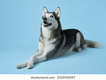 Content Siberian Husky lounging against a soft blue background, showcasing its relaxed yet attentive nature. The dog's clear, intelligent eyes and healthy coat speak to a well-cared-for companion - Powered by Shutterstock