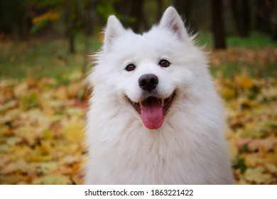 A contented American Samoyed Spitz sits in an autumn park against a background of blurred yellowed foliage and smiles. A friendly dog looks at the camera with his tongue out. Close up. - Shutterstock ID 1863221422