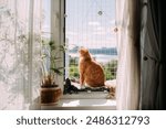 A contented cat is sitting on a window with a safety net. A red-haired cat walks on a small balcony for cats in the window of a city house on a high floor