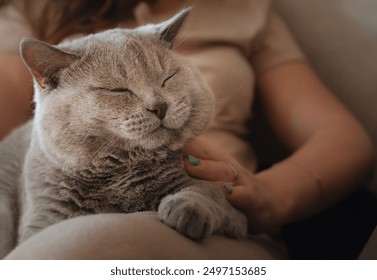 A contented cat squints while sitting on his owner's lap. Portrait of gray Scottish straight cat. The closeness between a person and a pet.