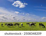 Contented dairy cows. A herd of black and white  dairy cows with udders full of milk graze in a lush green spring pasture against a blue sky.