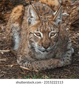 Contented Eurasian Lynx in contemplative mood - Shutterstock ID 2315222113
