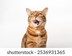 Contented ginger cat licks. Hungry cat on white background for advertising.