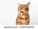 Contented ginger cat licks. Hungry cat on white background for advertising.