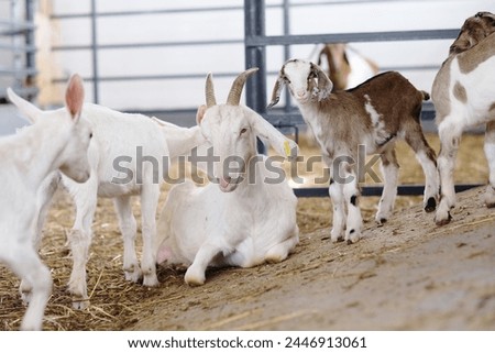 Contented goats nestled on the hay in the barn, looking at the camera, low viewing angle. Breeding goats. Agriculture business and cattle farming.