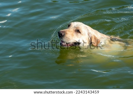 A contented happy dog swims in the water in the summer during the intense heat. Relaxing on the beach with your favorite pet. A dog with a smile on its face in the sea. Drowning dog, danger.