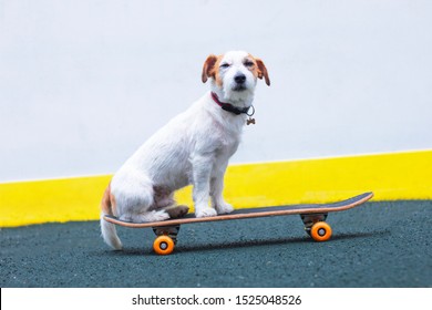 A contented Jack Russell Terrier is sitting on a skateboard on the playground outside. A funny, serious dog is sitting on a longboard outdoors.
