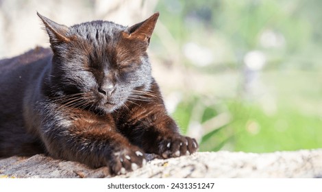 Contented Slumber: Black Cat Basking in the Warmth of the Sun - Powered by Shutterstock