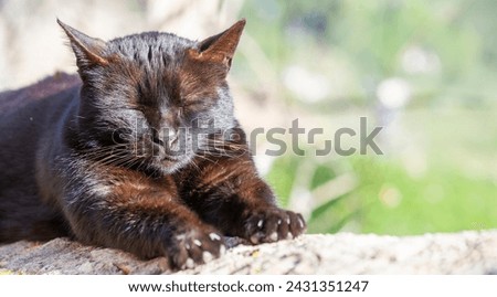 Contented Slumber: Black Cat Basking in the Warmth of the Sun