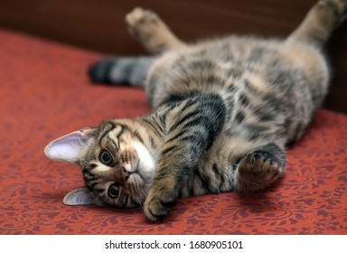 contented tabby cat lying upside down - Powered by Shutterstock - Get 15% off with code: PIKWIZARD15