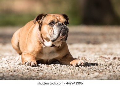 Continental Bulldog Stock Photo Edit Now