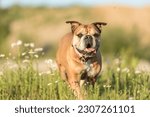 Continental Bulldog. Cute dog is standing in a blooming beautiful colorful meadow 