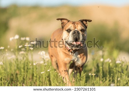 Continental Bulldog. Cute dog is standing in a blooming beautiful colorful meadow 