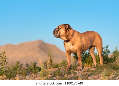 Continental Bulldog Images Stock Photos Vectors Shutterstock