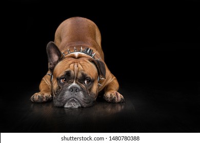 Continental Bulldog Images Stock Photos Vectors Shutterstock