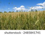 In the continental climate, wheat ears have begun to dry and harvest time is coming,