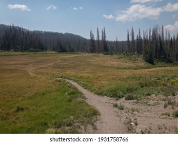Continental Divide Trail In Rio Grande National Forest