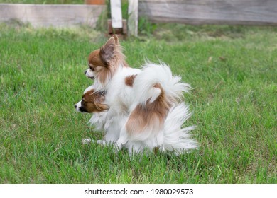 Continental Toy Spaniel And Chihuahua Are Making Love On A Green Grass. Dogs While Mating In The Summer Park. Pet Animals. Purebred Dogs.