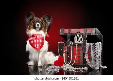 Continental Toy Spaniel Dog Sitting Near Treasure Chest On Red Background