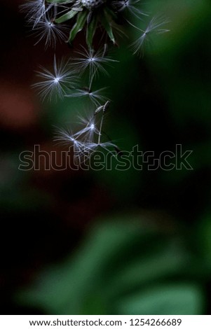 Similar – Foto Bild blau hängend Natur Pflanze