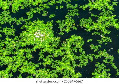 A continuous layer of floating algae Lemna and Wolffia on the surface of a eutrophic lake, Ukraine