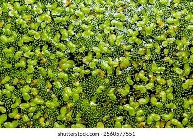 A continuous layer of floating algae Lemna and Wolffia on the surface of a eutrophic lake, Ukraine