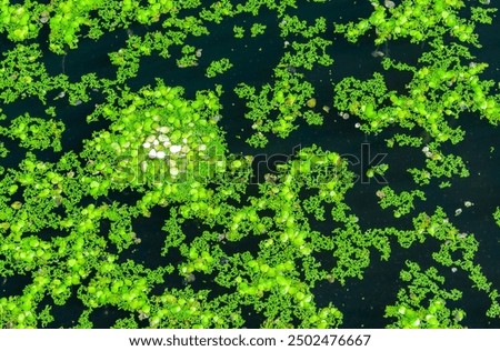 A continuous layer of floating algae Lemna and Wolffia on the surface of a eutrophic lake, Ukraine