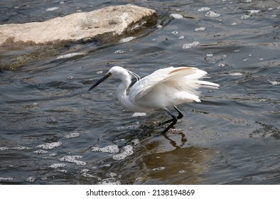 A Continuous Motion Of An Egret Hunting For Prey In A Shallow River