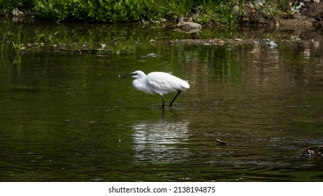 A Continuous Motion Of An Egret Hunting For Prey In A Shallow River