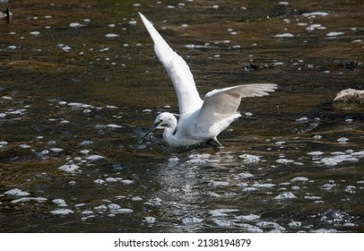 A Continuous Motion Of An Egret Hunting For Prey In A Shallow River