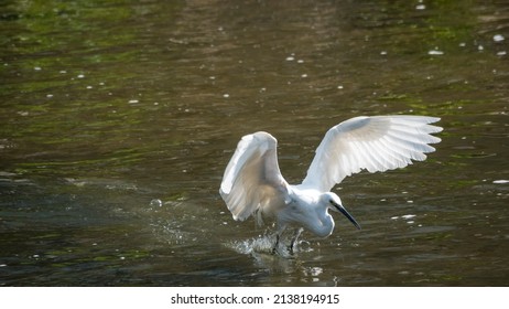 A Continuous Motion Of An Egret Hunting For Prey In A Shallow River