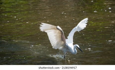 A Continuous Motion Of An Egret Hunting For Prey In A Shallow River