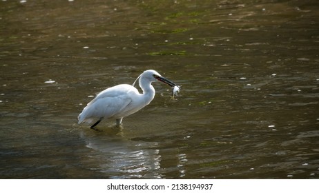 A Continuous Motion Of An Egret Hunting For Prey In A Shallow River