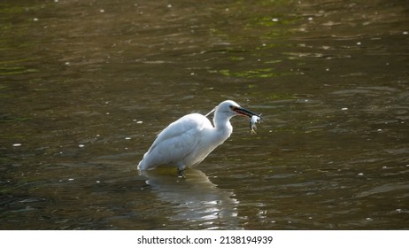 A Continuous Motion Of An Egret Hunting For Prey In A Shallow River