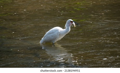 A Continuous Motion Of An Egret Hunting For Prey In A Shallow River