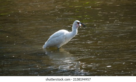 A Continuous Motion Of An Egret Hunting For Prey In A Shallow River