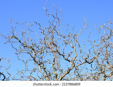 Contorta curly hazelnut is not an evergreen plant, but it also looks impressive in winter without leaves.Branches are beautifully intertwined and twisted. Amazing hazelnut tree blue background.