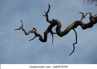 A Contorted And Twisted Branch That Is Ready For Spring