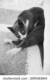 Contortionist Cat Showing Off Her Flexibility And Looking At The Camera In Black And White