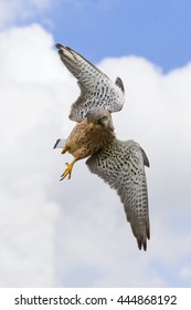 Contortionist Kestrel. A Lovely Male Kestrel Adopts A Strange Position As He Adjusts His Flight In Mid Air.