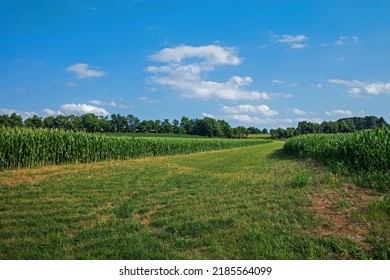 Contour Buffer Strip Corn Field Reduces Stock Photo 2185564099 ...